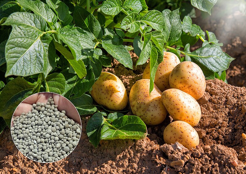 Geerntete Kartoffeln mit Dünger Calcifert S