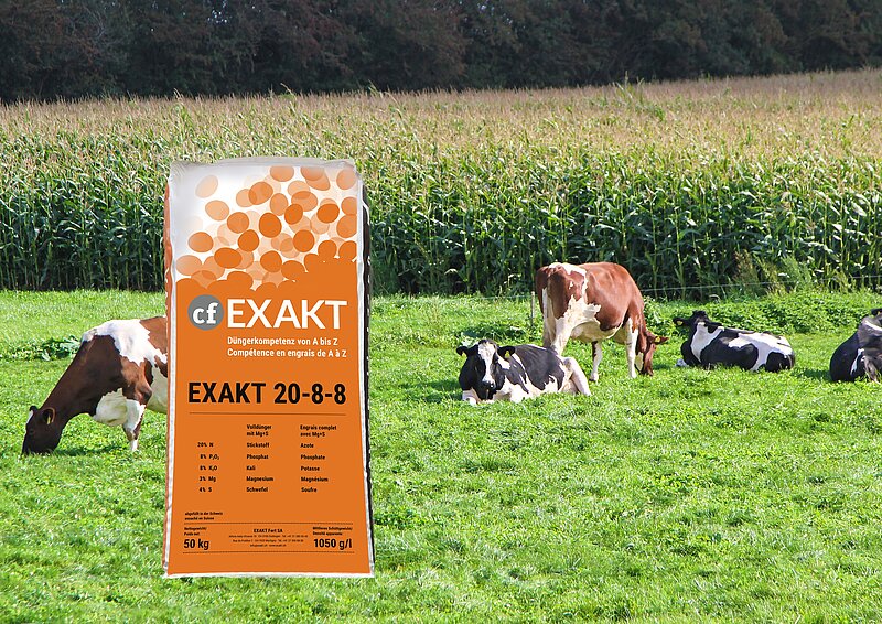 Kühe am Weiden, im Hintergrund ein Maisfeld. Eingeblendet ein Düngersack EXAKT 20-8-8-